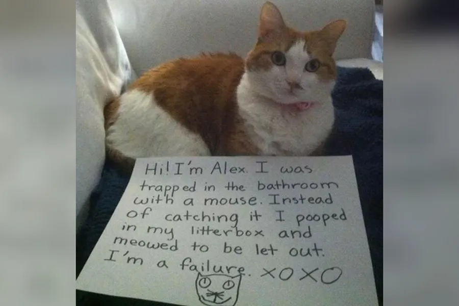 catshame16-91378.jpg