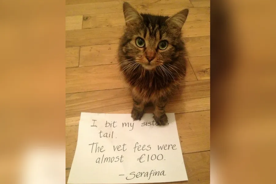 catshame19-26813.jpg