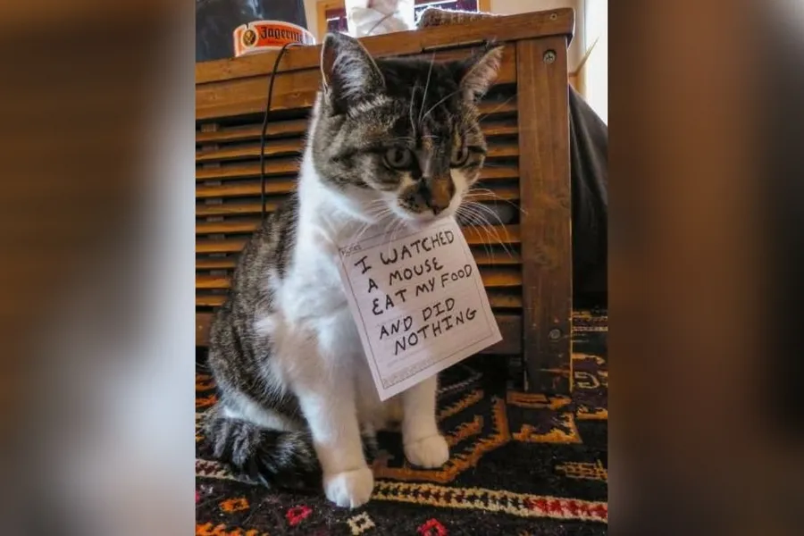 catshame4-36891.jpg