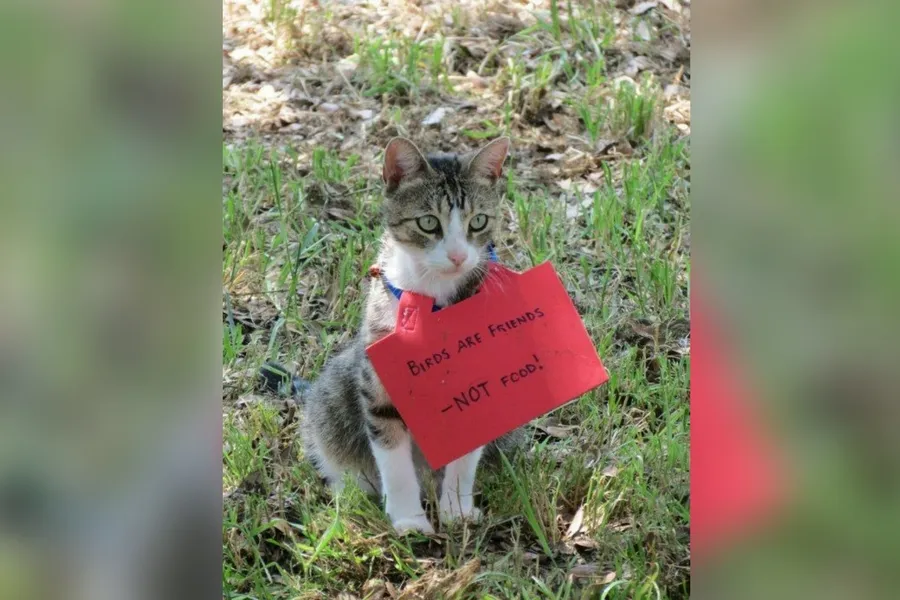 catshame6-99572.jpg