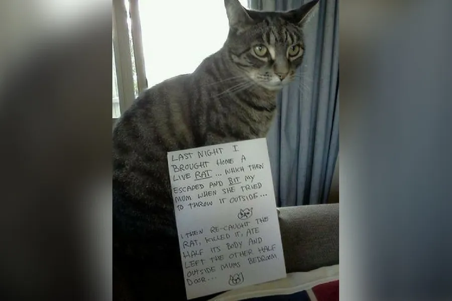 catshame9-43292.jpg