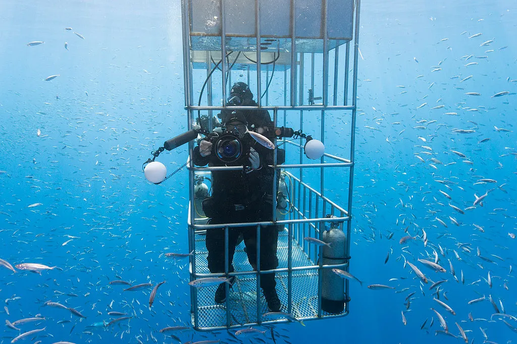 Shark Cage -611542962