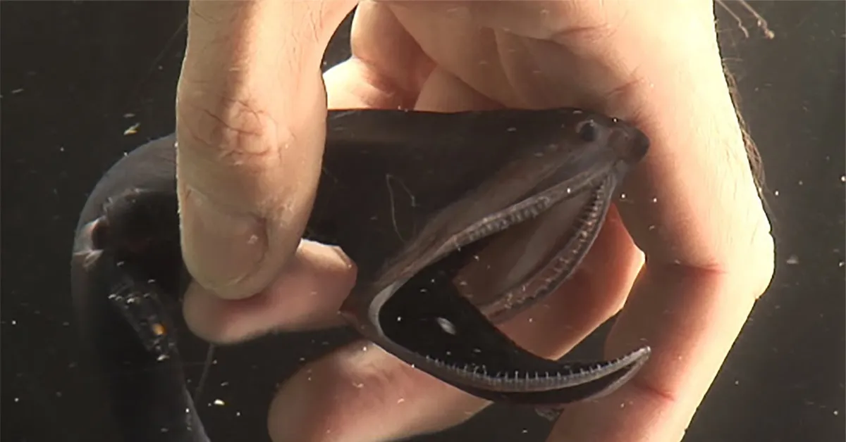 a hand grasped around a gulper eel in the water