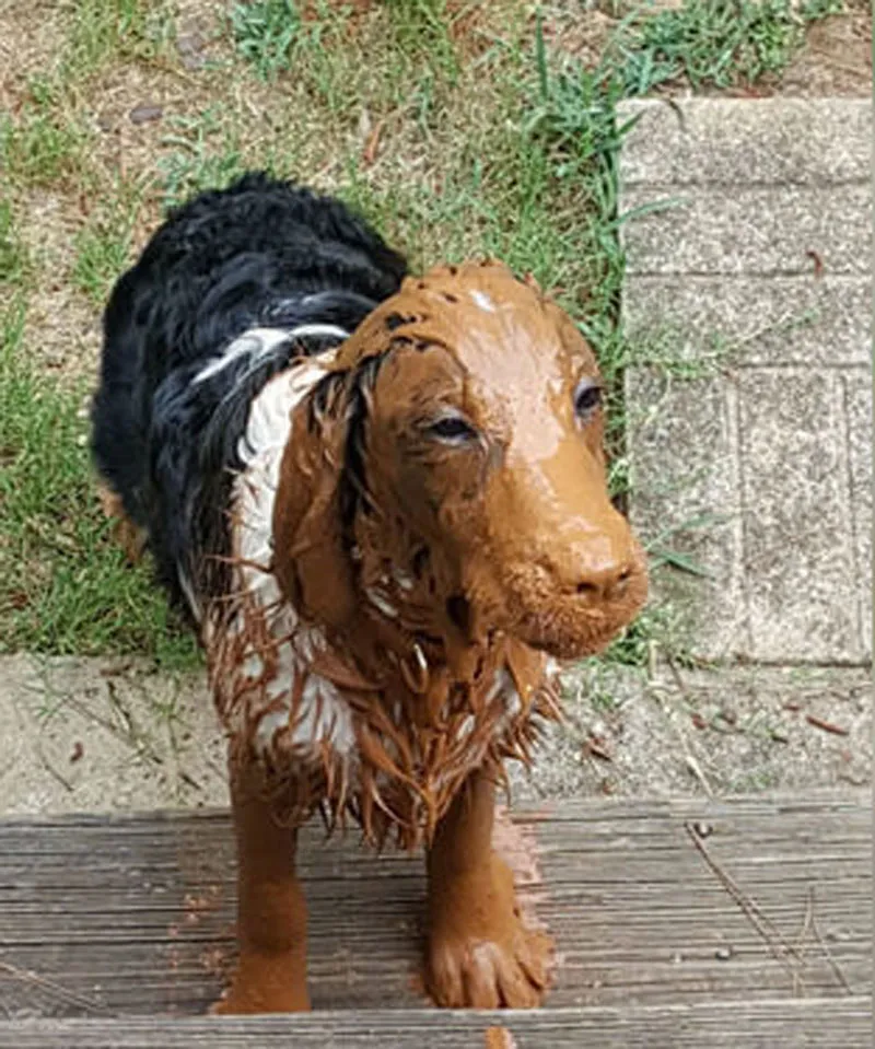 muddy pup