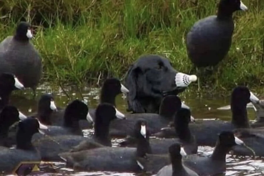 dog with a badminton bird on his nose pretending to be a duck