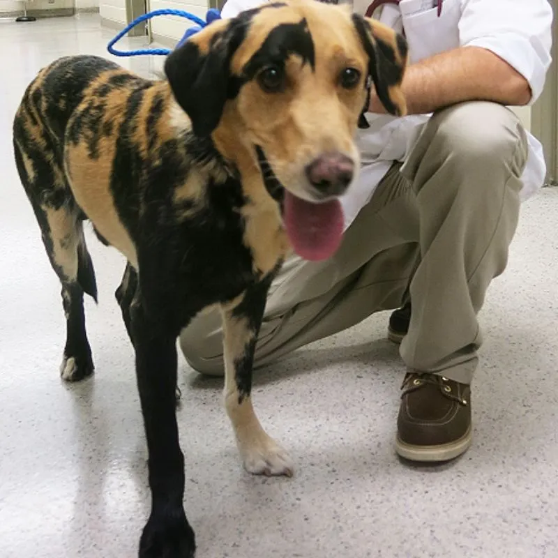 Bull chimera dog with two breeds in one