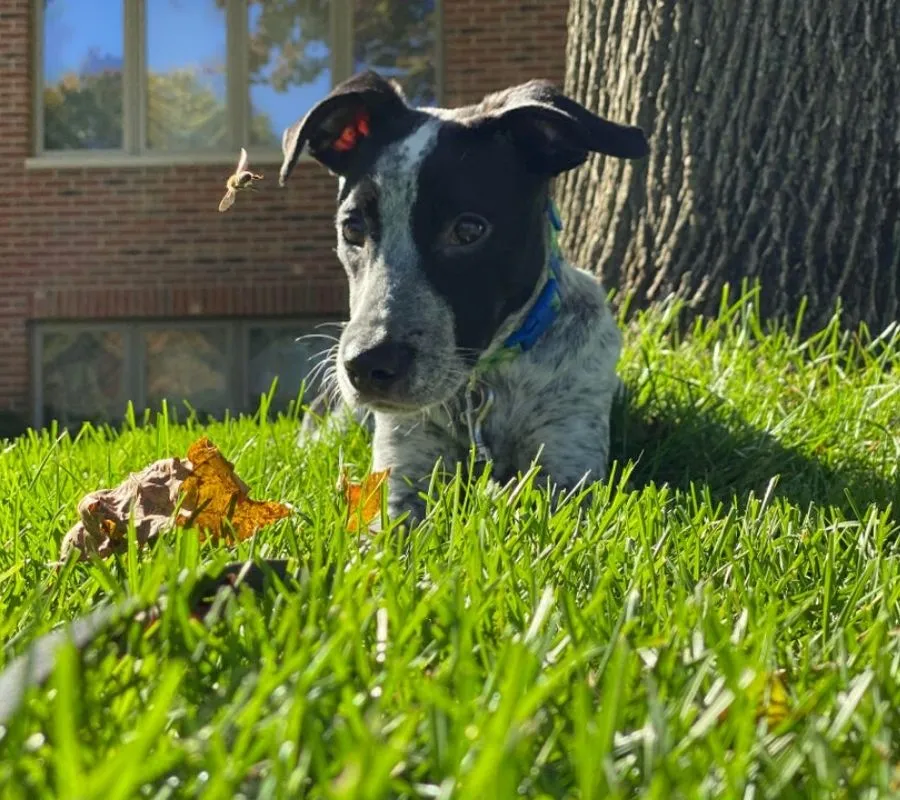 a dog and bee 