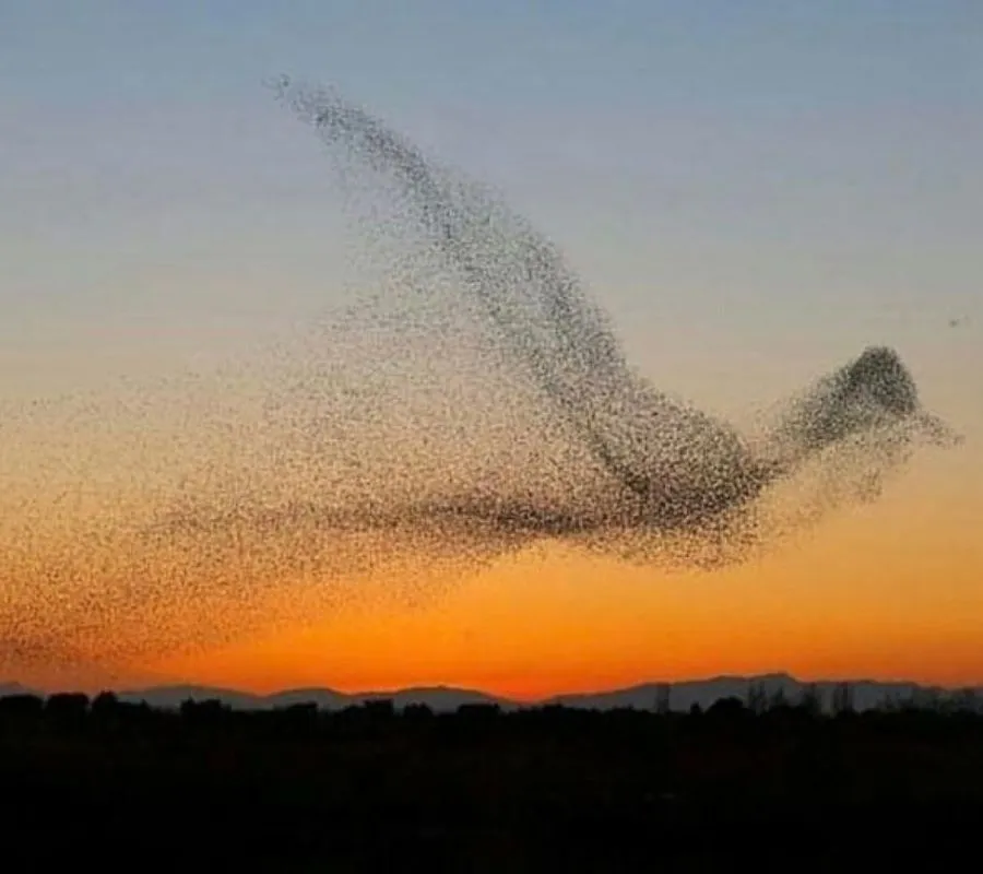 birds flying in the shape of a bird