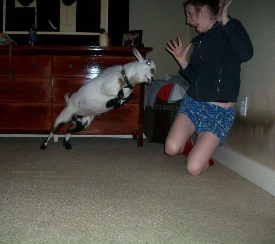 a goat charging at a girl