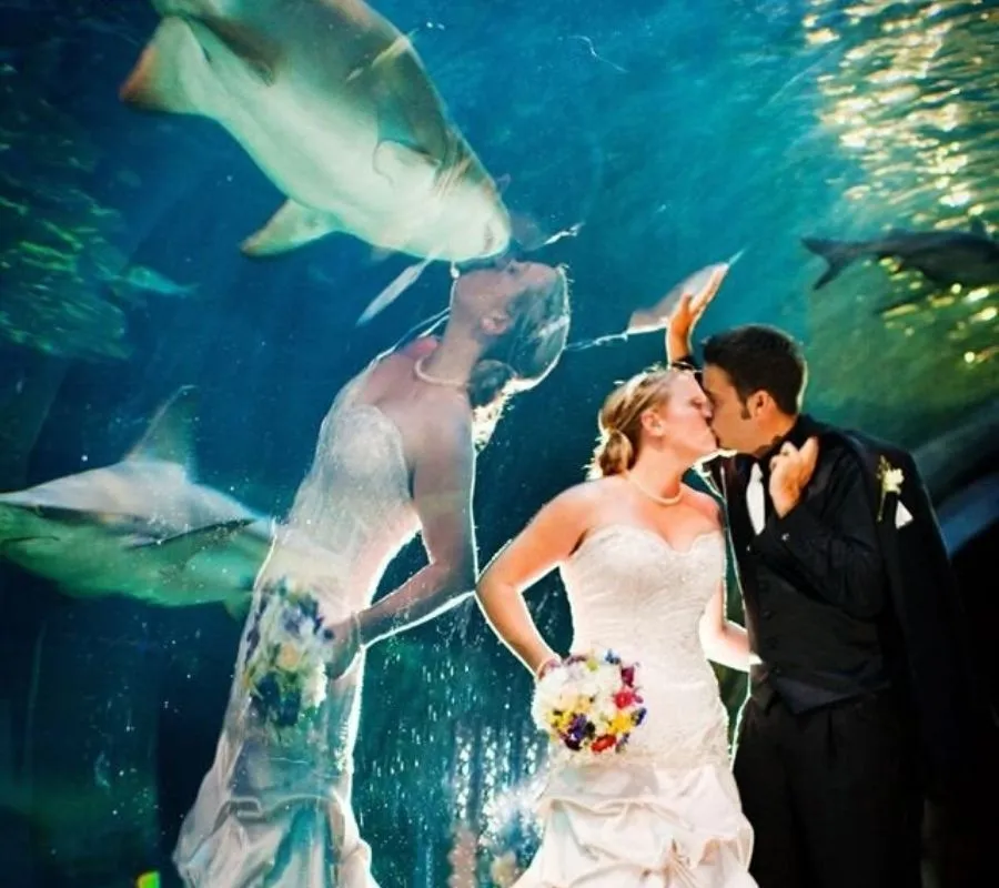 the reflection of a bride makes it look like she is kissing a shark