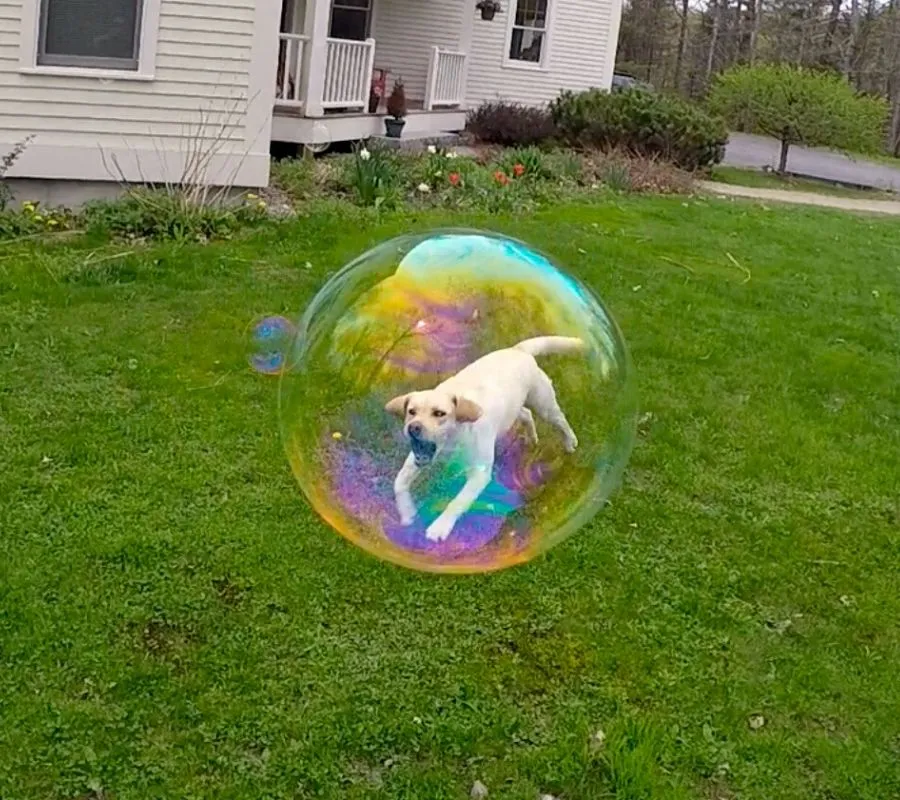 a dog looks like it's trapped in a bubble