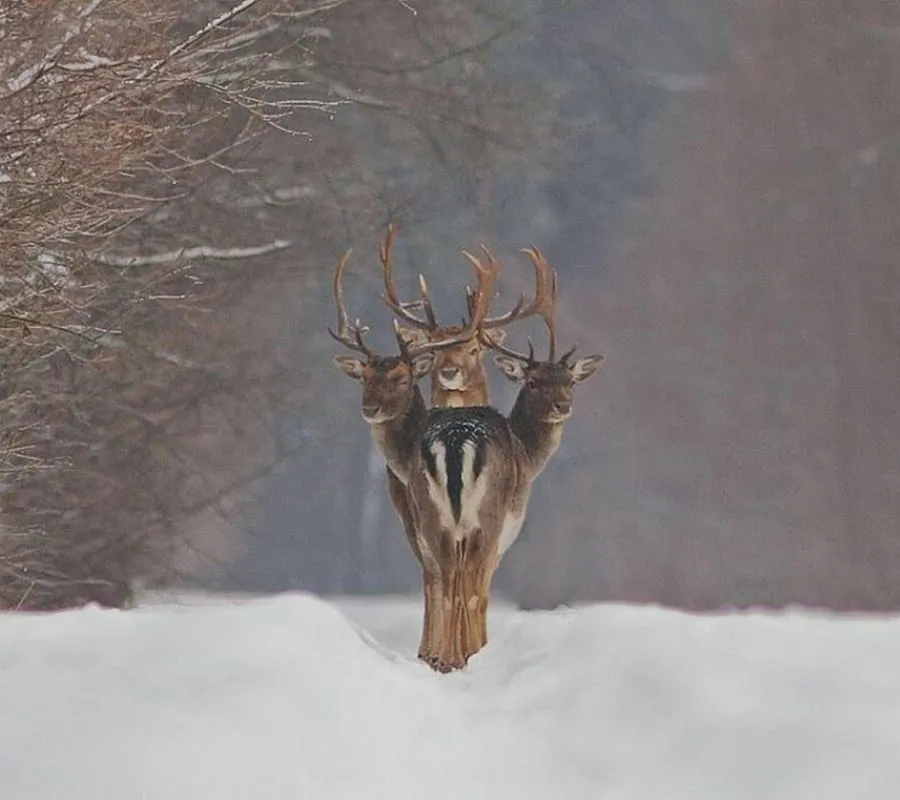 three deer that look like one