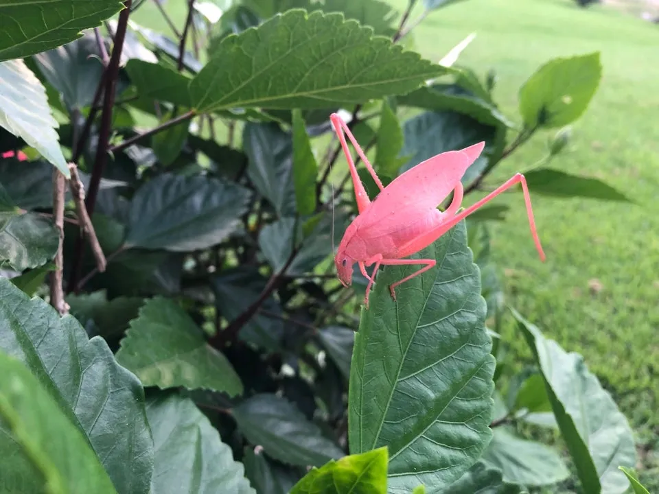 albino katydid