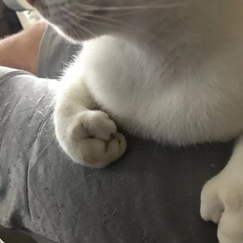 cat with a thumb on its paw