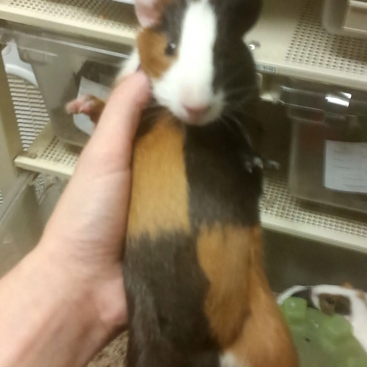 guinea pig with checkered fur