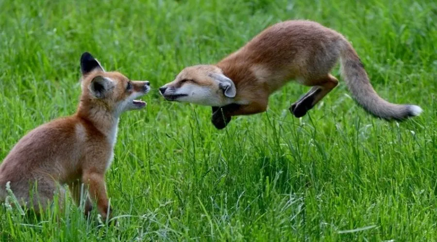 a fox mid jump