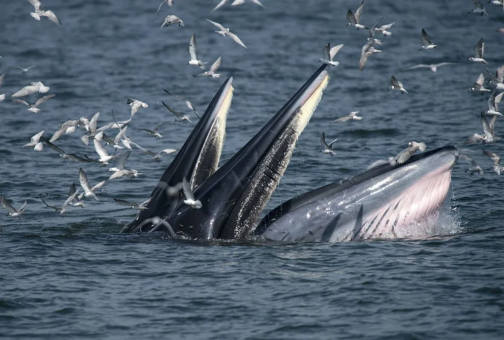 whales feeding in the ocean