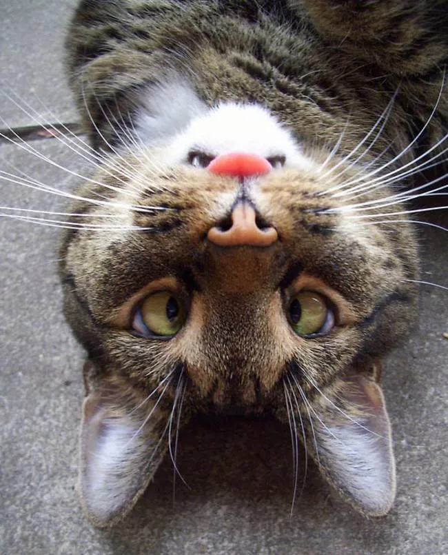 cat nose like upside down bunny