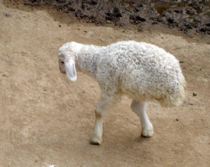 two legged sheep