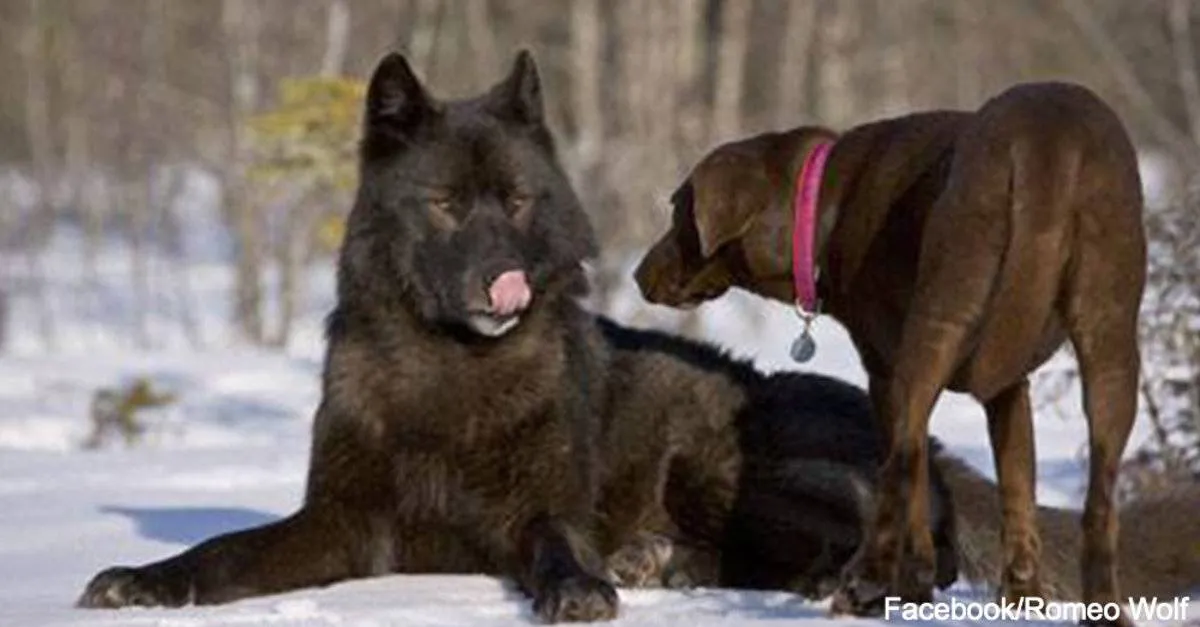 A chocolate labrador greets Romeo, who is sitting down.