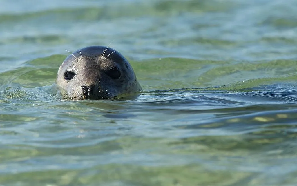 grey seal