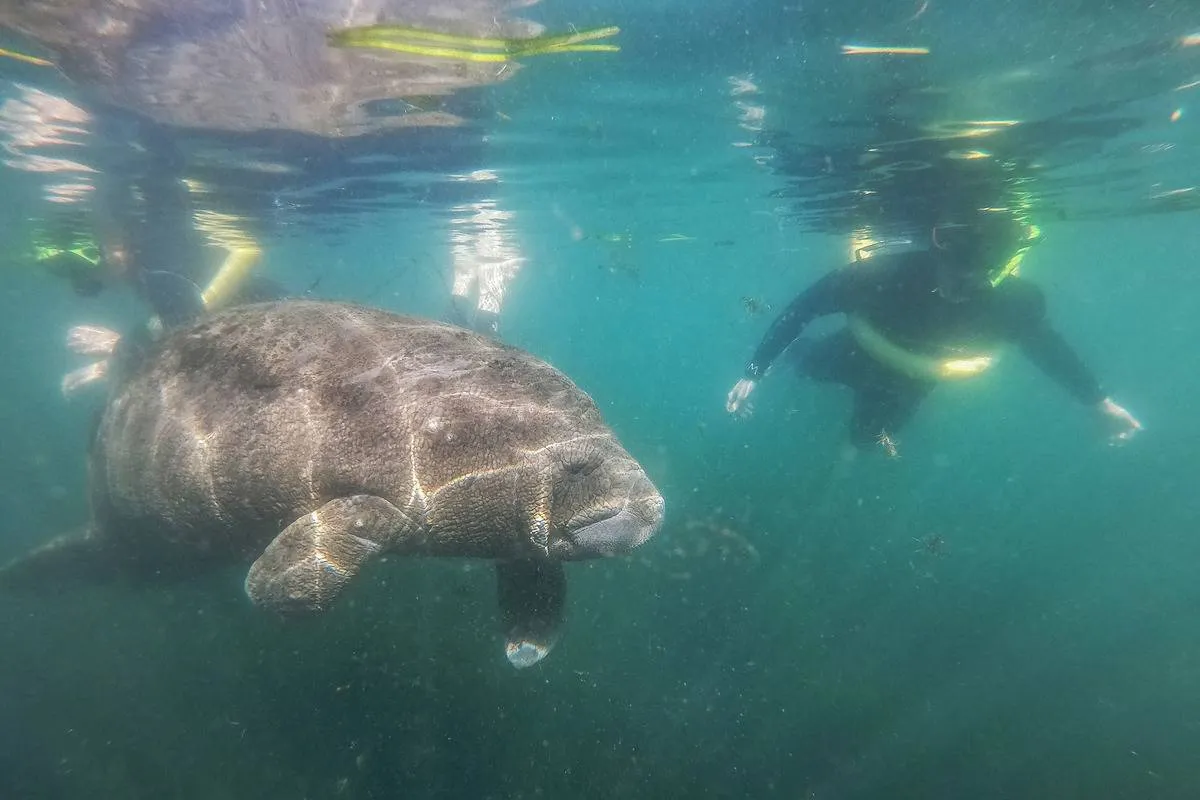 A tourist swims with a manatee in Florida.