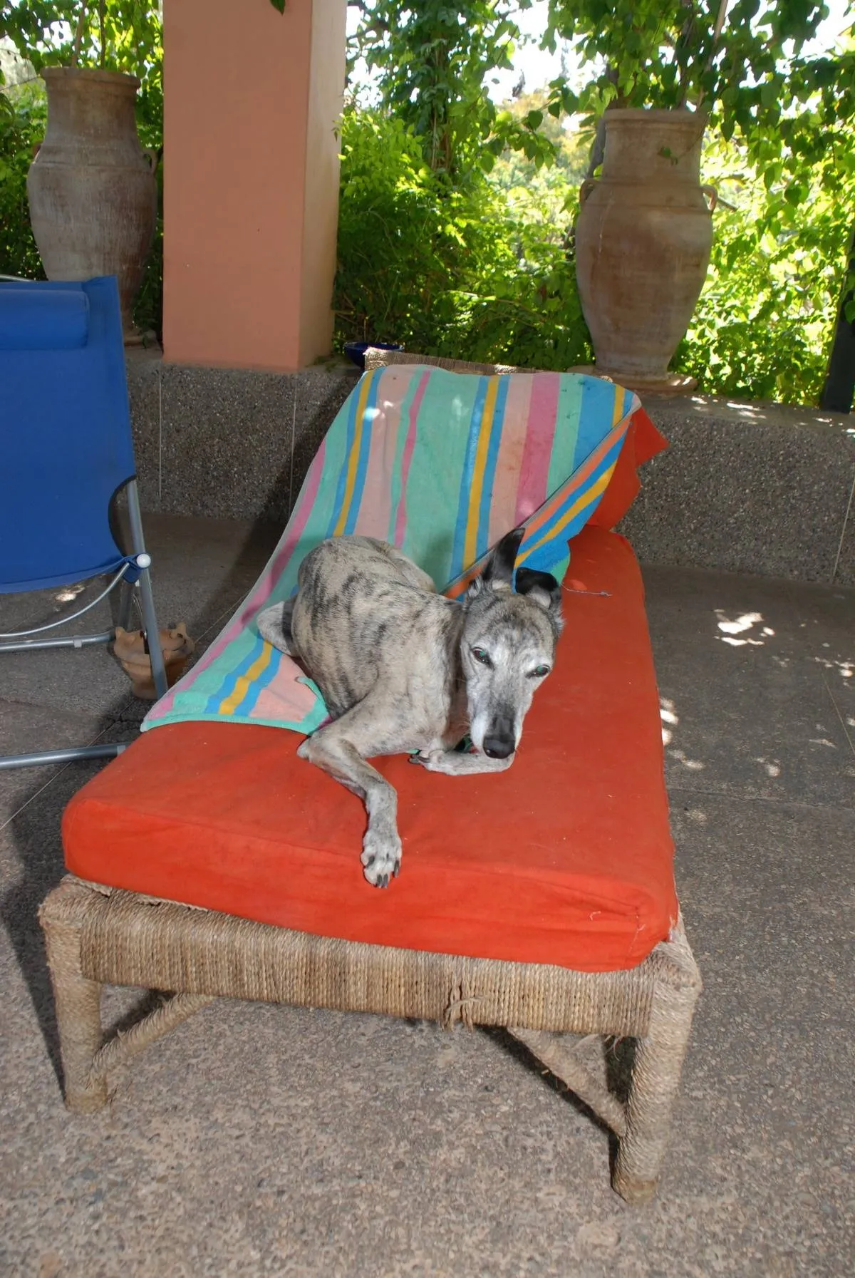 Hund 'Targui' ('Whippet', Rennhund) von Henriette (Hetty) von Bo